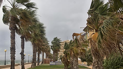 a group of palm trees next to a tree