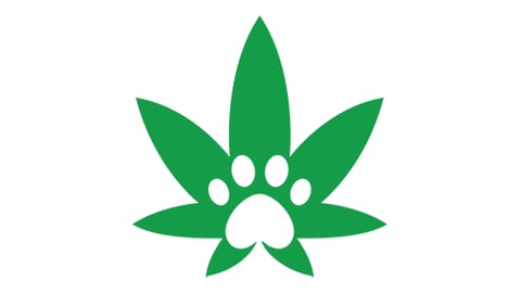 pet cbd teaser