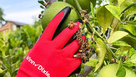 southeastern grocers pollinators