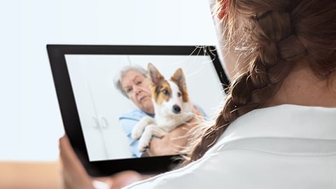 pet telehealth teaser