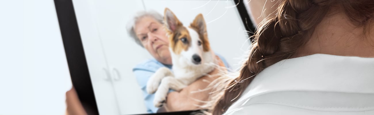 pet telehealth hero