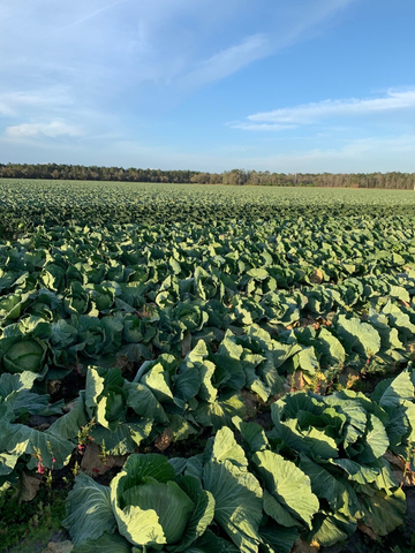 cabbage field