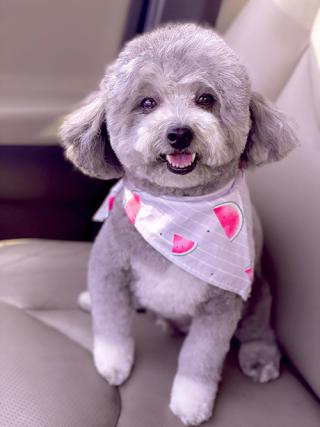 dog