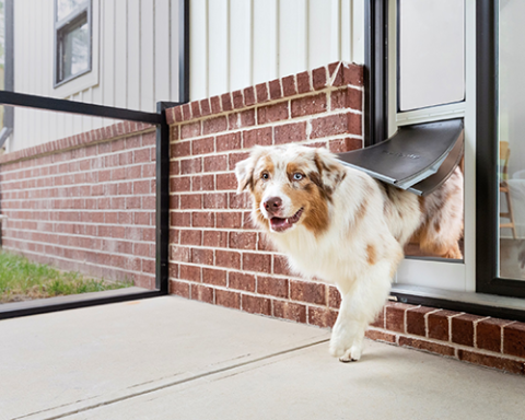 a dog that is standing in front of a building