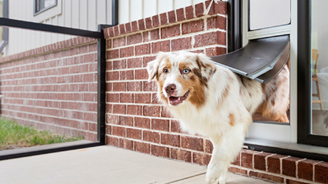 a dog that is standing in front of a building